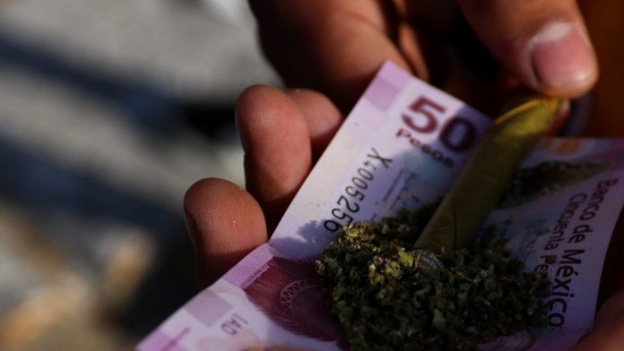 Mina de oro: las potenciales ganancias tras la legalización de la marihuana en México