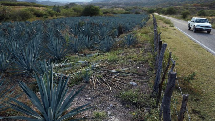 Sequía podría beneficiar cultivos como el maguey pulquero o para mezcal y tequila, pero no para siempre