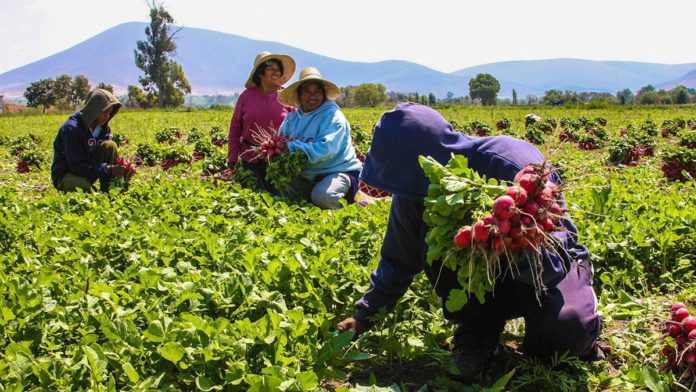 Planta de fertilizantes en Sinaloa impulsará al campo mexicano y ayudará al abasto alimentario