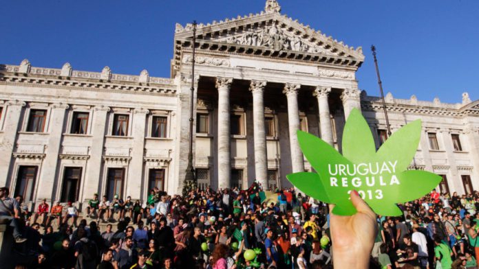 ¿Ha servido la legalización de la marihuana para acabar con el narcotráfico en Uruguay?