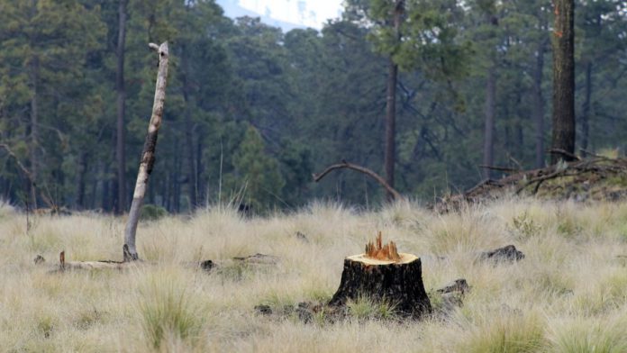 El programa Sembrando Vida causa deforestación y priva de mano de obra al sector turístico